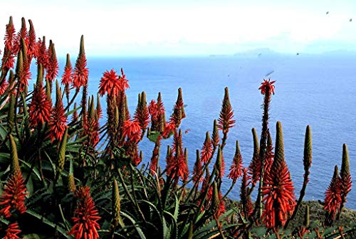 FARMERLY Samen-Paket: Keim Seeds PLATFIRM-10 Samen Seltene Aloe arborescens Kranz VeraSucculent Seed Seed