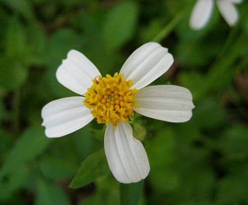 200 Bidens pilosa Seeds, Cobbler's Pegs Seeds,Spanish Needle Seeds, Black Jack S