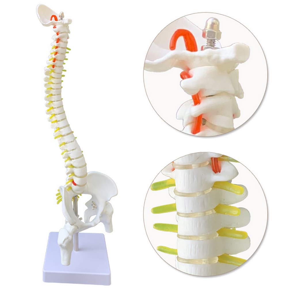 Buy WJER Medical Anatomical Spine Model,with Pelvis and Femur Heads,Life Size,Floor Stand