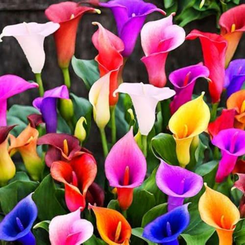 Calla Lily Bulbs.-Strong Plants That Grow Well Mix Golden Jade Carving Feels Beautiful-10 Bulbs-A