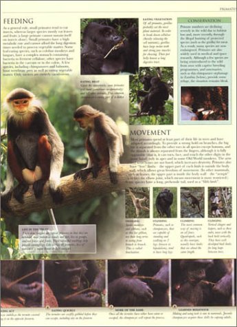 Animal: The Definitive Visual Guide to the World's Wildlife - Image 5