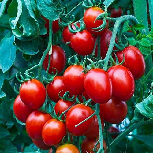 Flora Seeds Cherry Tomato Seeds for Planting winter (B0BSPZZYY4) Amazon Price History, Amazon Price Tracker
