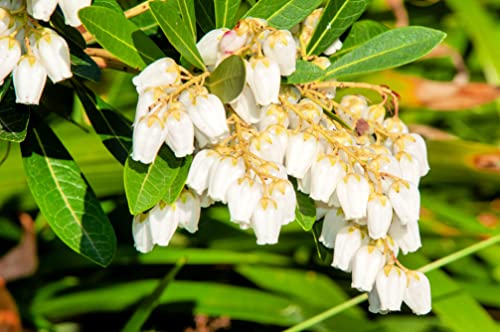 Forest Flame Shrub Seeds (30 Seeds) - Pieris Japonica, Japanese Pieris, Japanese Andromeda #TOP22