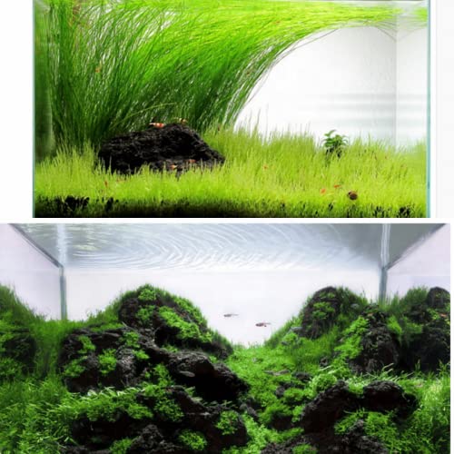 VAYINATO® Black Lava Rock for Aquarium Hardscape | High Pores | Light Weight | 5Kg by Petzlifeworld 3