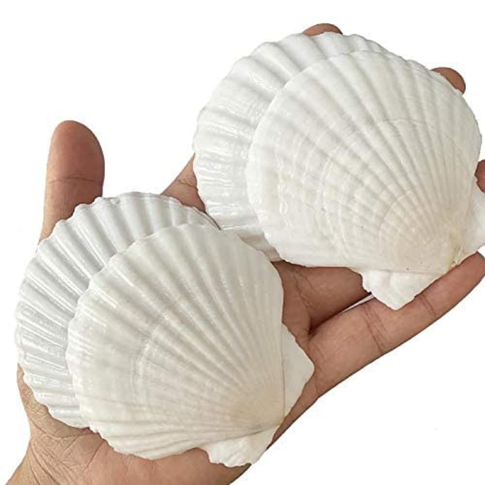 QICQDRAM Scallop Shells,Baking Sea Shells for DIY Craft,Home Decor 5-7cm