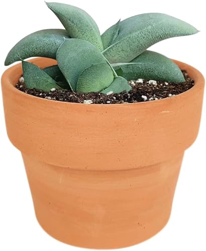 Gasteria - Suculenta de lengua de buey Planta suculenta única Gasteria Plants Live Suculentas vivas saludables (4 pulgadas + maceta de barro)