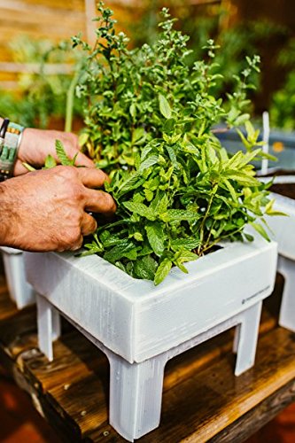 SeedBox SBCUHB-Hierba Buena: Amazon.es: Jardín