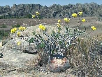 200粒種子 パキポディウム・グラキリスPachypodium graciliu 200粒種子パキポディウム・グラキリスPachypodium gracilius