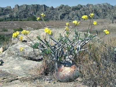 Amazon.co.jp: 【種子】 Pachypodium Gracilius◇パキポディウム