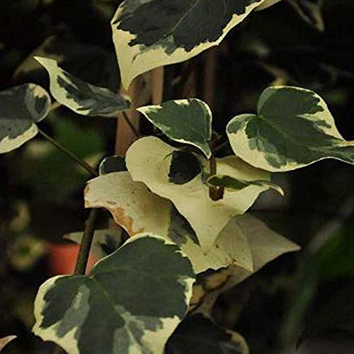Hedera Colchica 'Dentata Variegata' - Kaukasischer Efeu 50-60 cm  Pflanzcontainer : Amazon.de: Garten