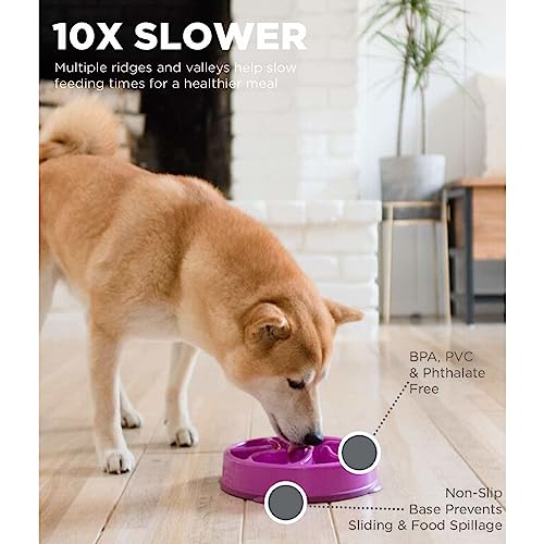 Outward-Hound-Fun-Feeder-Slo-Bowl-Slow-Feeder-Dog-Bowl-MediumMini-Purple