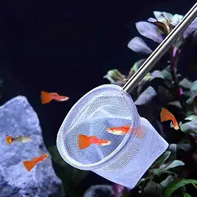1 rede de camarão para aquário pequeno – ferramenta de limpeza de detritos de aquário com malha fina e alça extensível para tanques e aquários