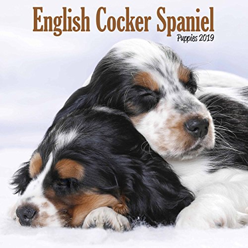 English Cocker Spaniel Puppies M 2019