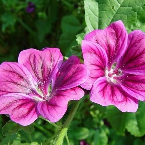 40 Semi di Malvarosa Mauritiana Fiori (Malva sylvestris)