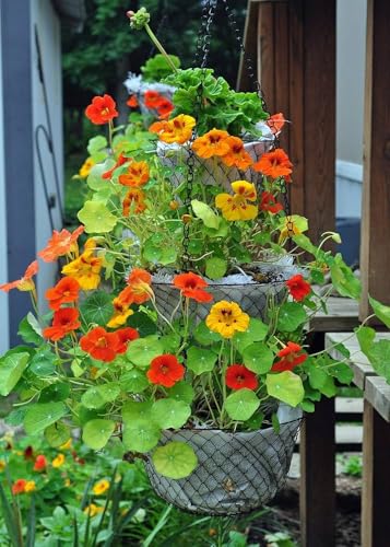 Image of Nasturtium Flower Seeds - Easy-to-Grow Edible Flowers, Attracts Bees & Butterflies, Ideal for Garden Beds, Containers (Pack Of 30 Pcs)