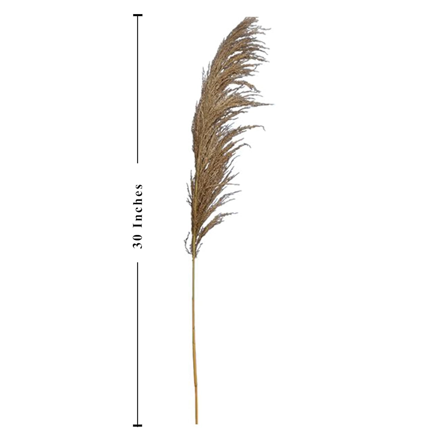 ARTISANS ALLEY Beautiful Dried Pampas Grass for Home Decor (Pack of 3, Brown) 2