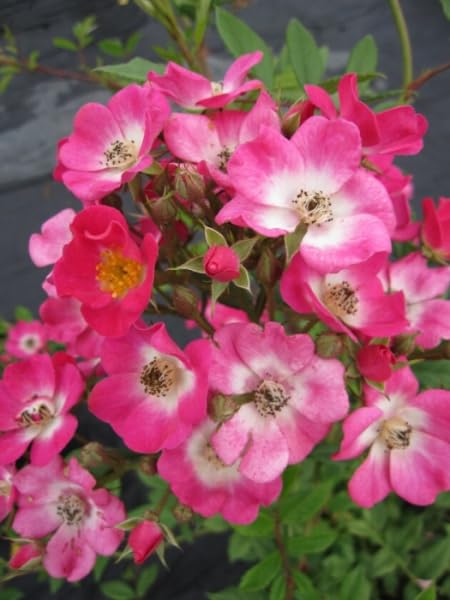 Strauchrose Mozart® - Rosa Mozart® - Parkrose