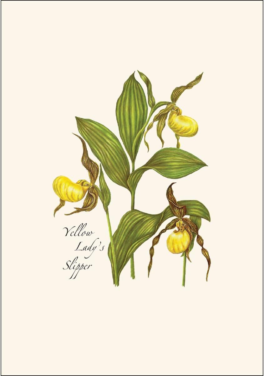 Earth Sky + Water - Native Orchid Assortment Assortment Notecard Set - 8 Blank Cards with Envelopes (2 each of 4 styles) - Image 5