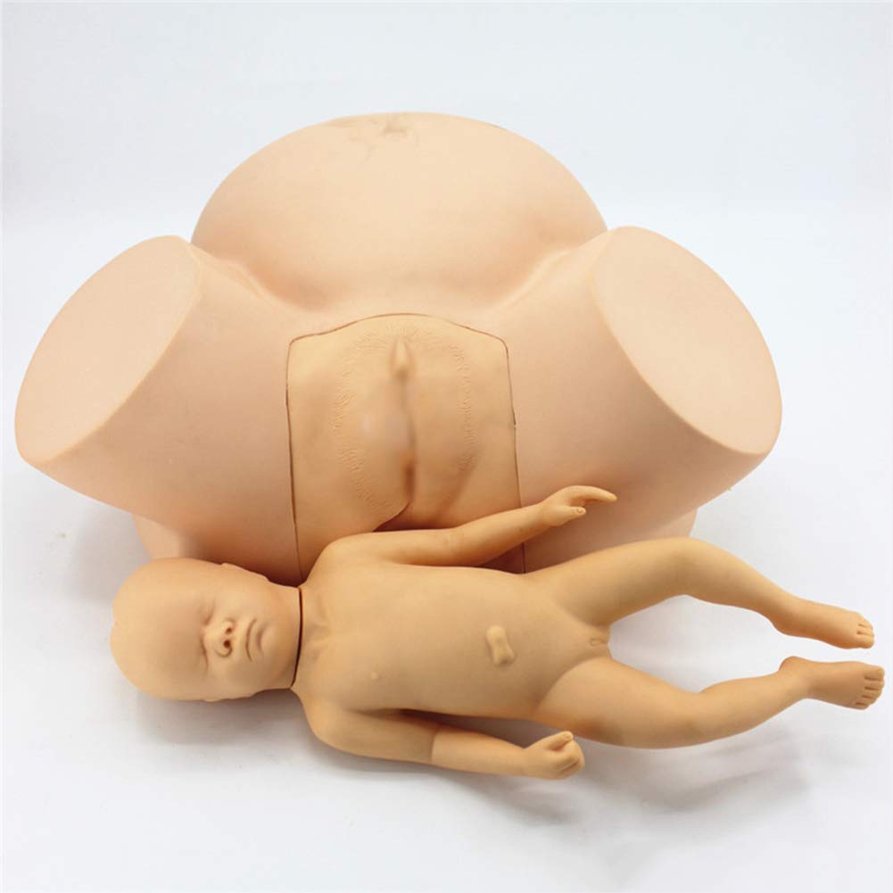 Teaching Model Birth Simulator Life Size Delivery Maternity Teaching Mold with Standard Size Baby Model and Main Anatomical