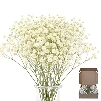 100 Stück Schleierkraut Getrocknet, Trockenblumen Schleierkraut, Weiße Getrocknete Blumen Für Deko, Basteln Und Inneneinrichtung