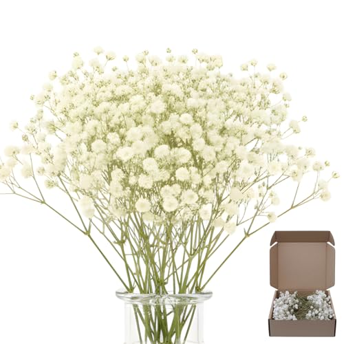 100 Stück Schleierkraut Getrocknet, Trockenblumen Schleierkraut, Weiße Getrocknete Blumen Für Deko, Basteln Und Inneneinrichtung