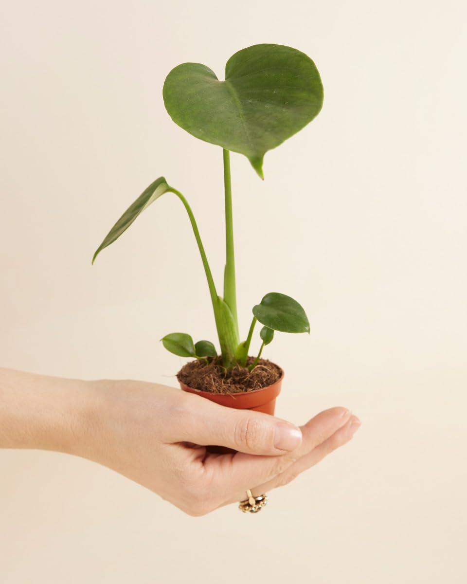 PLNTS - Baby Monstera Deliciosa Swiss Cheese Plant - plante d'intrieur - 4  cm boutures - Hauteur 20 cm : Amazon.fr: Jardin