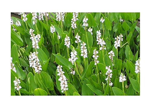 3 x Pontederia Cordata alba Early Bird Season Deals Live Water Plant Aquatic Pond Lake Marginal