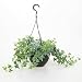 (SEEDS ONLY) English Ivy Hedera Helix 25 Seeds Air Purification Plant