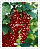 Fácil de cultivar VISTARIC Promoción! Cerezas directa de los Estados Unidos de semillas de semillas de árboles de cerezo cerezo enano fruta de pepita Sur Sementes da Fruta, 5 semillas/bolsa, UTHUZB