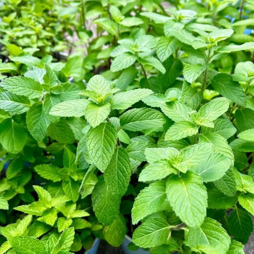 semillas de menta - orgánicas balcón, raras silvestres jardín Decoración exteriores 150pcs