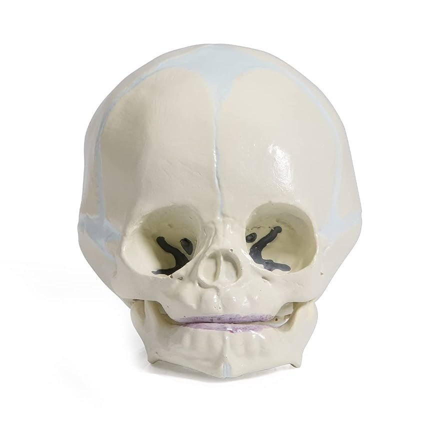 PNATOMY 胎児模型 約15cm 61zxHaJoRqL._UF350,350_QL50_.jpg