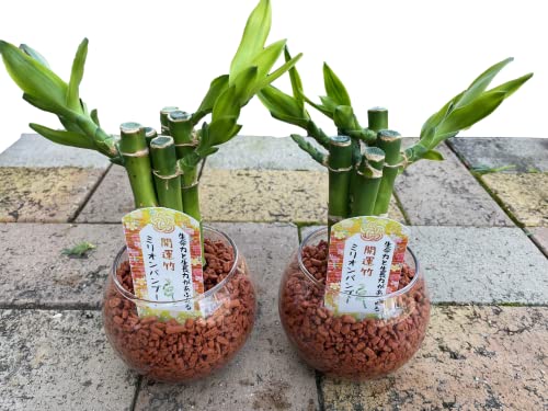 K^ԂƂĂϗtAy~Iou[u~jKX{[ijv2ZbgzK N Vj LO a hV̓ ̓ ̓ o^C zCgf[ NX}X Mtg ϗtA