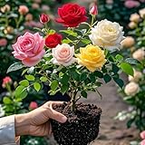 Beautiful Rose Seeds (25pcs) – Easy to Plant Perennial Rare Exotic Garden Plants – Perfect for Weddings & Gifts