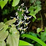 150 piezas Semillas de flores de hadas - flores de jardín perennes resistentes, Epimedium Brevicornum - flores de jardín resistentes, plantas de balcón resistentes, semillas de hierbas,