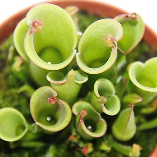 Plante carnivore - cruche de marais - Heliamphora - pot de 9cm - rareté