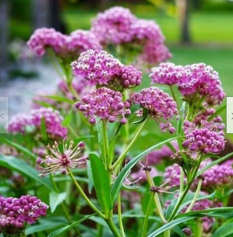 Asclepias Incarnata, Swamp Milkweed 50 seeds (B09W4WPL2K) Amazon Price History, Amazon Price Tracker