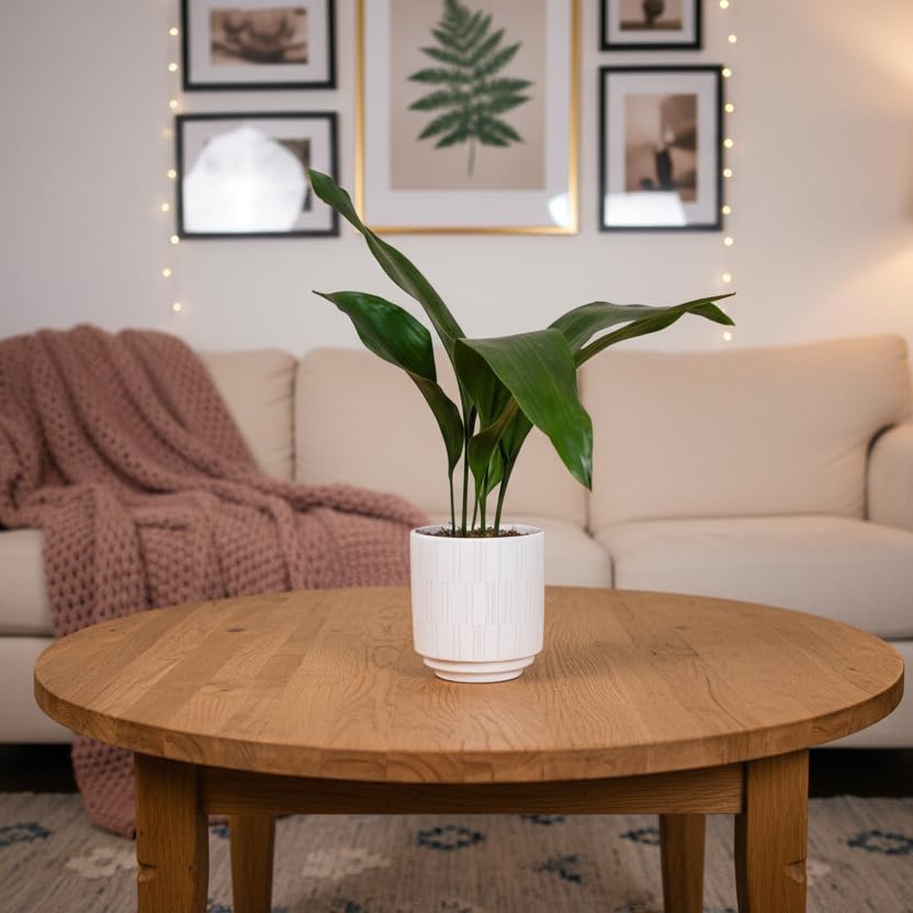 Luxe Leaf Plants Aspidistra Houseplant with White Ceramic Pot - Indoor Greenery Included