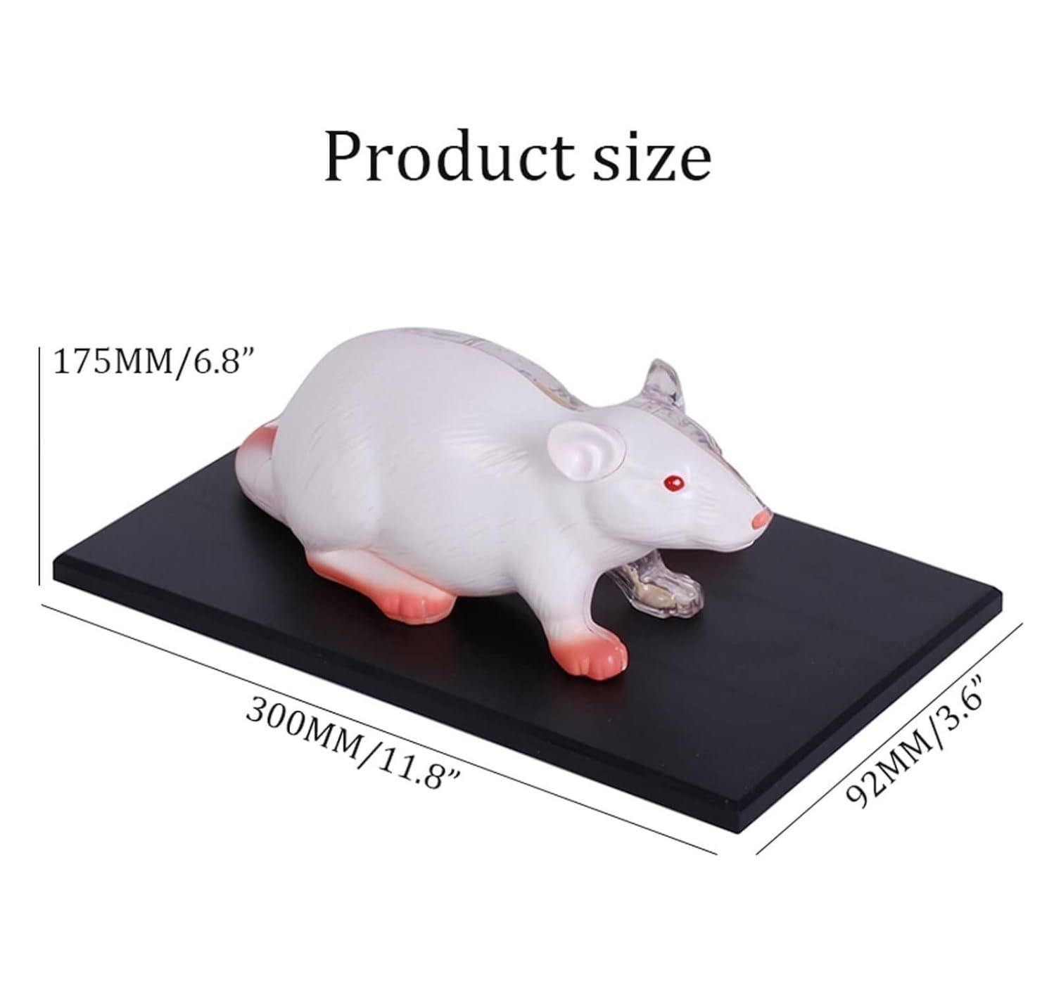 Cours de Médecine Modèle Anatomique De Souris 4d 29, Organe Et Partie du Corps Détachables, Idéal pour L'éducation Et La Médecine Enseignement Scolaire(White)