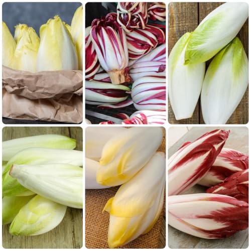 semi di cicoria perenni, resistenti insalata di radicchio, aiuole rialzate per giardino, sementi antiche varietà balcone 200pcs