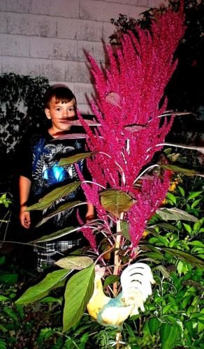 CSNCH 25 Seeds Of Red Blaze Amaranth! Heirloom! 5-6 Ft Tall!