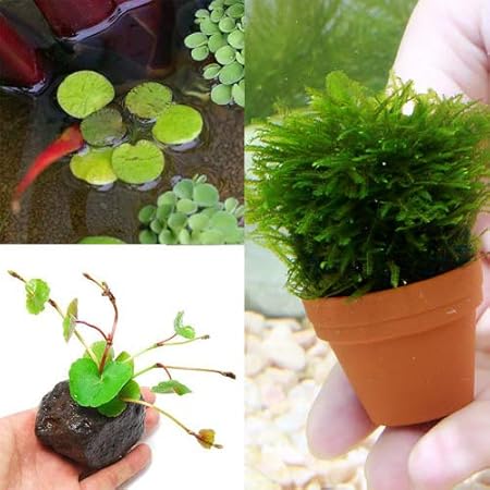 Amazon 水草 ベタに合う水草セット ３種 無農薬 １セット 説明書付 北海道航空便要保温 Charm チャーム 生体水草 通販