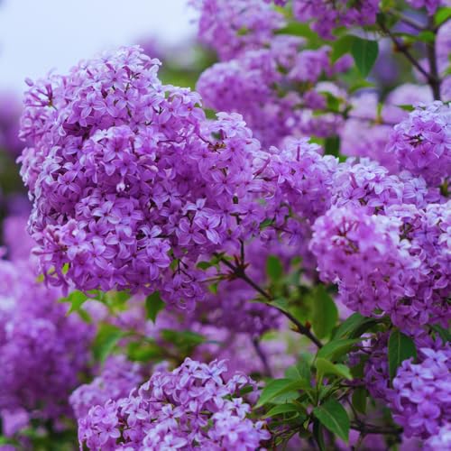 Lilac Bushes Live Plant Purple Old Fashion Lilac Tree Live Plant for Growing 9 to 12 Inc Tall Seedling