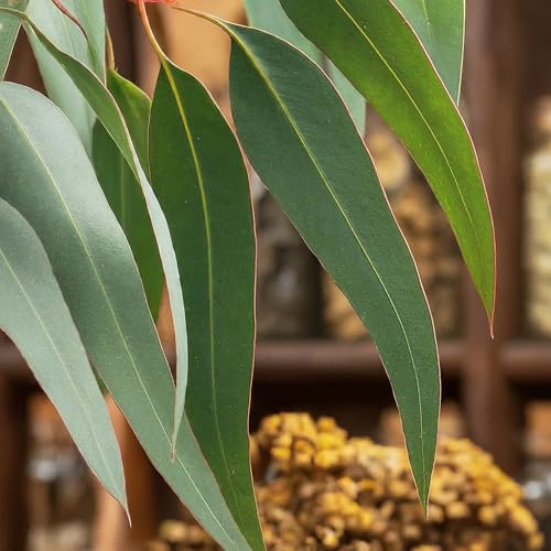 7.8oz Eucalyptus Leaves, Hojas de Eucalipto Secas, Natural Dried Leaves, Whole Eucalyptus Leaf Tea - Caffeine Free, Herbal Leaf Tea, Non-GMO