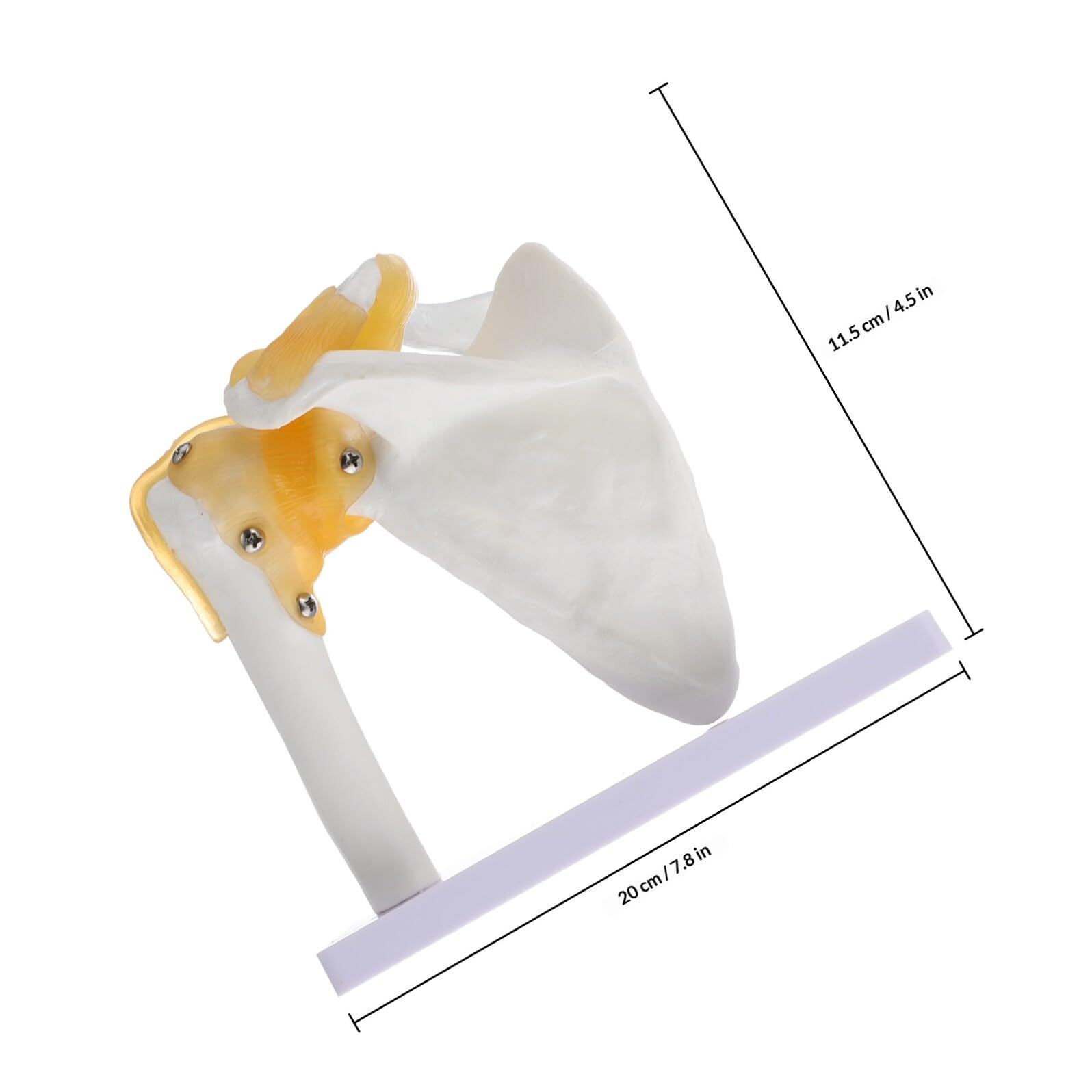MAGICLULU Modèle d'Articulation de L'Épaule en PVC avec Ligament, Base Stable, Outil Pédagogique pour Écoles et Hôpitaux, Squelette Anatomique