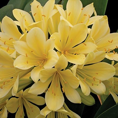 Yellow Fire Lily - Good Hope Clivia - 1 Plant - 6 or More Leaves - 1 Gal Pot