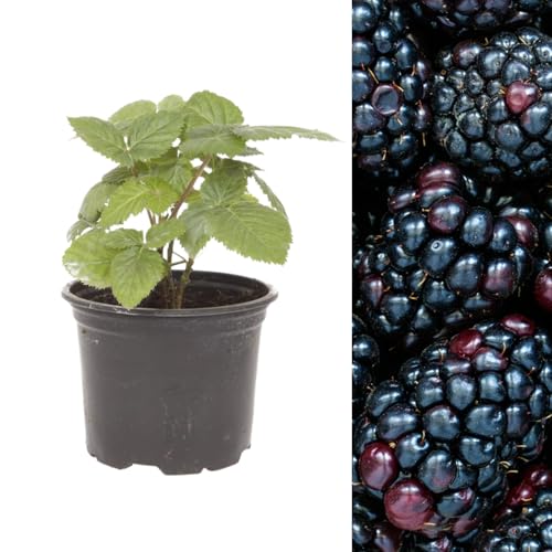Carbeth Plants - BlackBerry Rubus Thornless Fruit Plant in 9cm Pot - Outdoor Ready to Plant Summer Fruiting Berry Shrub - Thorn Free Child Friendly Fruit Bush - Ideal for Patio Pots, Beds and Borders