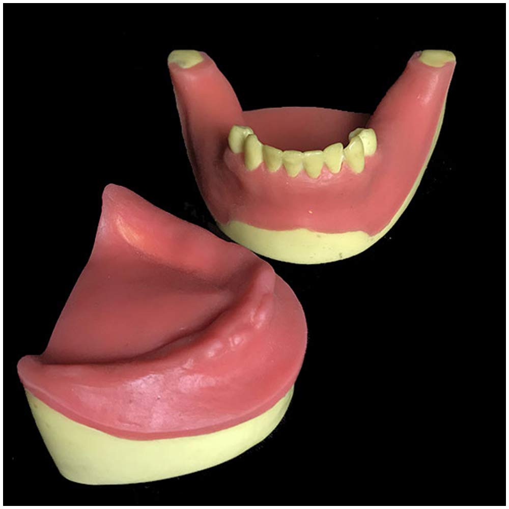 Sjdopulse A Toothless Gum Model - Teeth Teaching Model - Dental Lower Jaw Teeth Missing Demonstration Model - Simulation Oral Tooth Typodont Teeth Model - 2 Pcs (A)