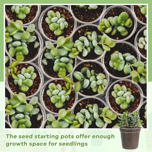 Yaomiao 80 Pcs 3 Inch Clear Mini Plastic Plant Pot Nursery Seedling Pots Seed Starter with Drainage Holes for Indoor Outdoor Garden Succulent Plants Cuttings Transplanting - Image 6