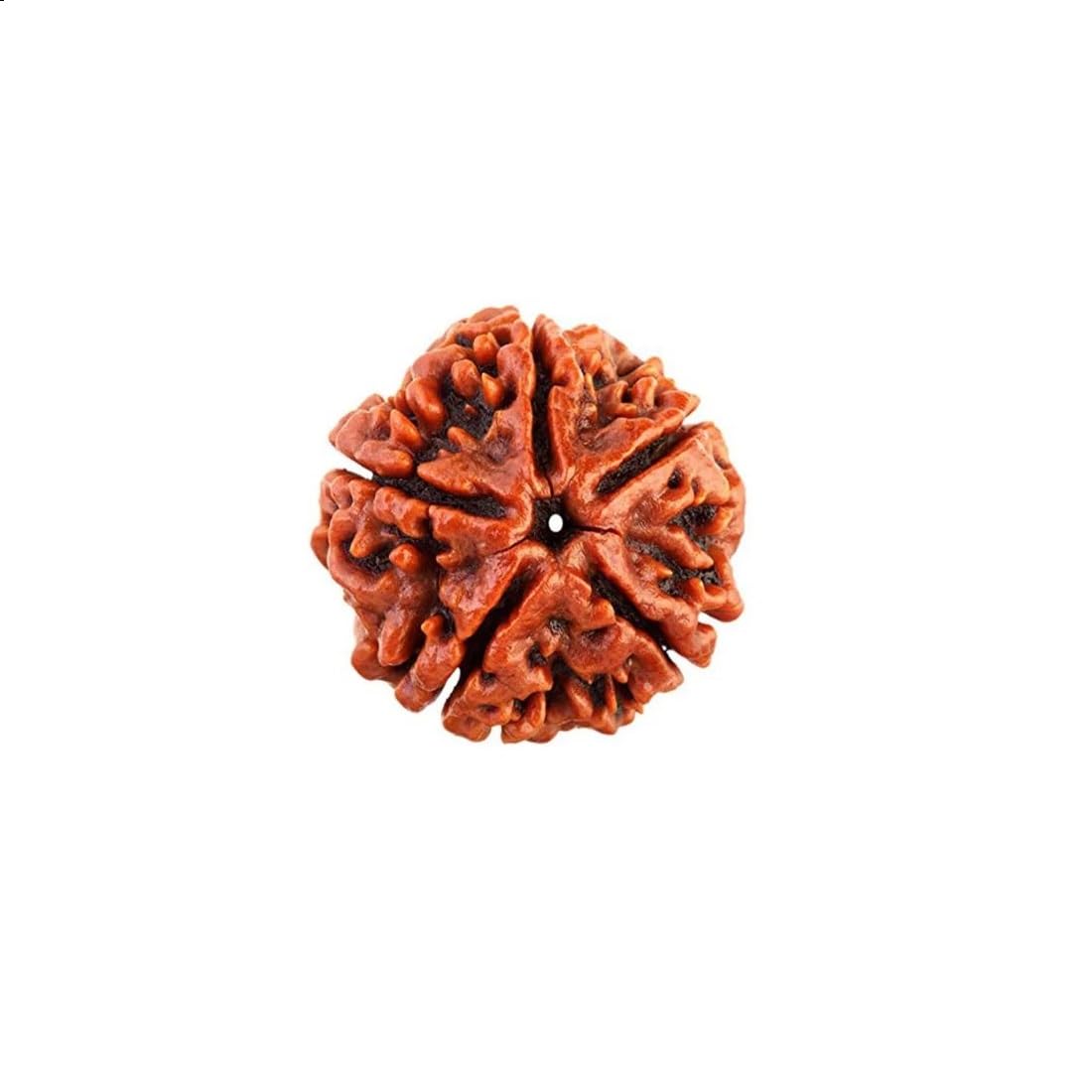 Hawai 5 Mukhi Rudraksha Bead – Enhances Wisdom, Peace & Spiritual Growth | Blessings of Lord Kalagni Rudra | Balances Jupiter (Guru) for Knowledge & Mental Clarity, Pack of 1