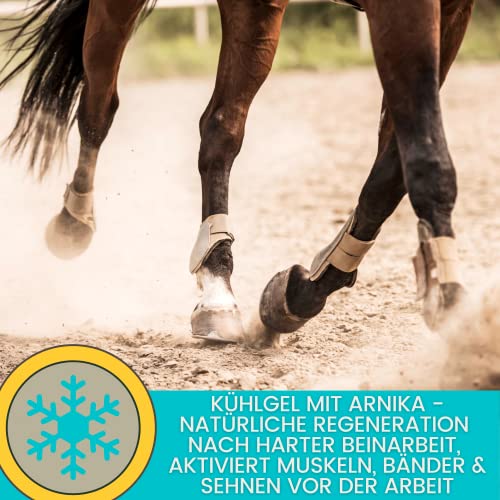 Kühlgel Pferd I Pferdesalbe Pferdebalsam kühlend 500 ml Gel mit Arnika Salbe hochkonzentriert I Kühlsalbe Pferd extra stark Sehnen Gelenke Muskeln I kühlende Salbe I Kühl Arnica Gel bei Muskelkater